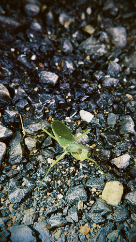 Giant Malaysian Shield Mantis