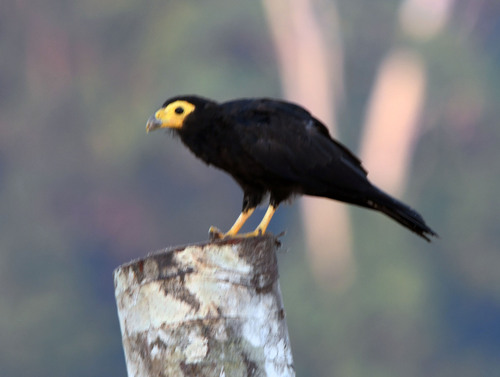 Black Caracara (Daptrius ater), photo 5