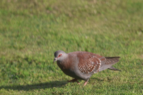 Southern Speckled Pigeon