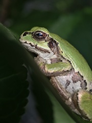 Hyla japonica