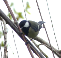 Parus major