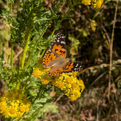 (c) Arctic, some rights reserved (CC BY) Painted Lady