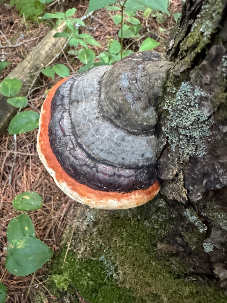 Northern Red Belt · July 2026 · photo: Photo: (c) Shanze Yoell, some rights reserved (CC BY) · iNaturalist