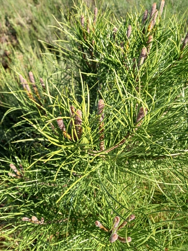Stone pine