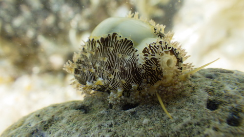 Cypraea moneta observed 2026-07-04