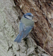 Cyanistes caeruleus