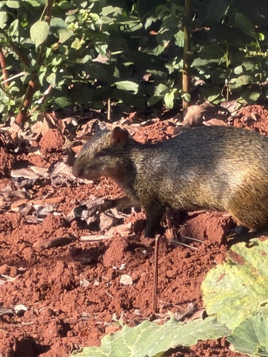 Azara's Agouti