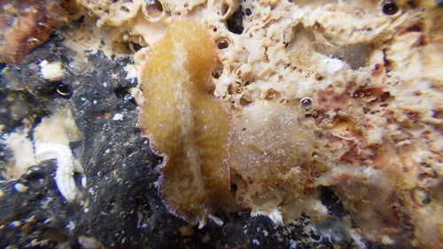 Thysanozoon tentaculatum observed 2026-07-04