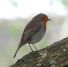 Erithacus rubecula