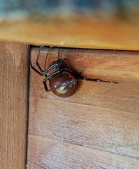 Latrodectus hesperus