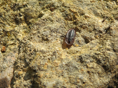 Cossyphus hoffmannseggi