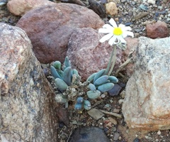 Crassothonna capensis