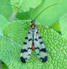 Panorpa meridionalis