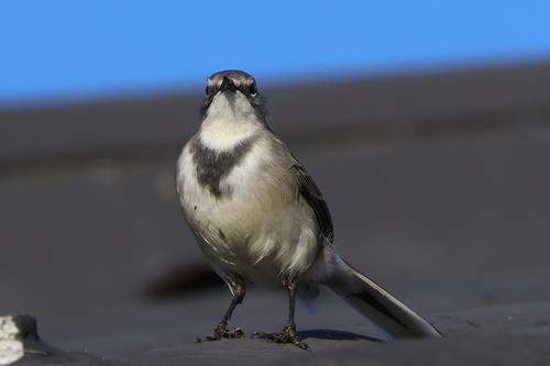 Common Cape Wagtail