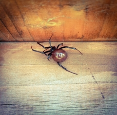Latrodectus hesperus