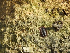 Cossyphus hoffmannseggi