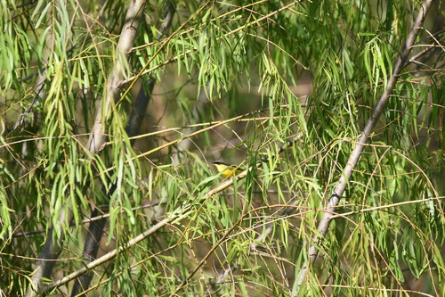 Black Caracara (Daptrius ater), photo 6