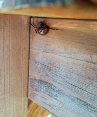 Latrodectus hesperus