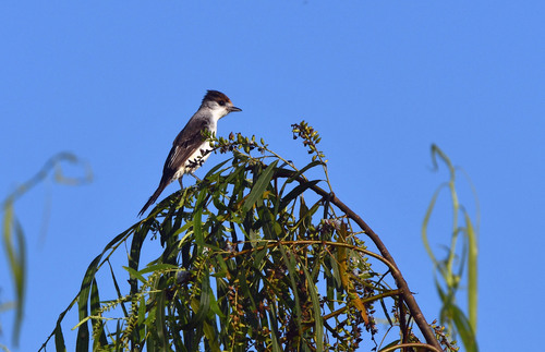 White-naped Xenopsaris (Xenopsaris albinucha), photo 6