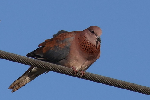 Southern Laughing Dove
