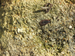 Cossyphus hoffmannseggi