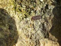 Cossyphus hoffmannseggi