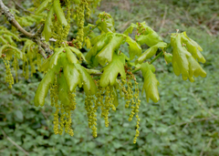 Quercus robur