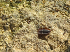 Cossyphus hoffmannseggi