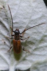 Stenhomalus bicolor