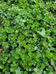 Lysimachia nummularia