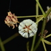 Acacia pennata