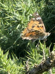 (c) Helen Reid, some rights reserved (CC BY) Painted Lady