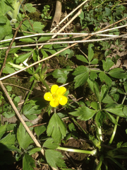 Ranunculus hispidus nitidus