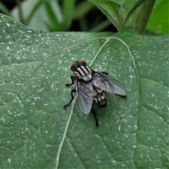 Diptera