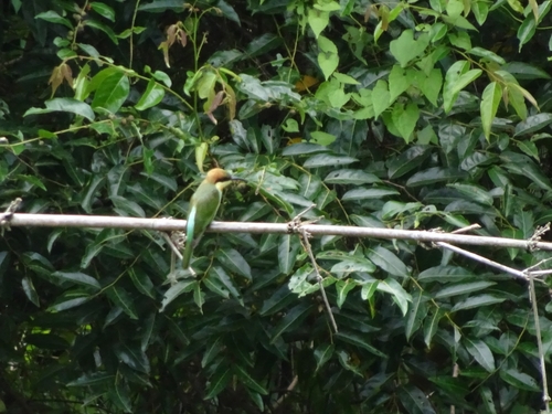 Chestnut-headed Bee-eater
