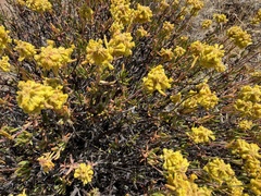 Eriogonum sphaerocephalum, photograph (c) James H. Thomas, some rights reserved (CC BY)