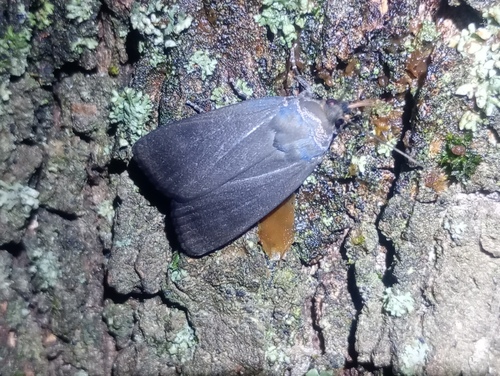 Amphipyra livida