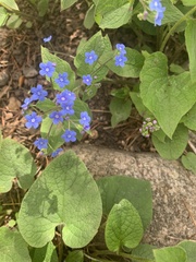 Brunnera