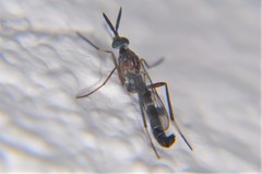 Henicomyia