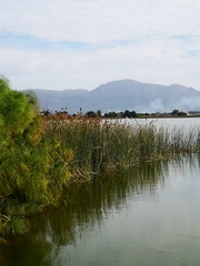 Schoenoplectus scirpoides