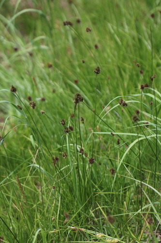 Carex microptera, photograph 5
