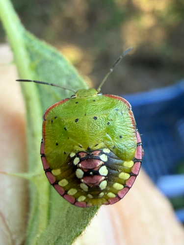 Southern Green Stink Bug