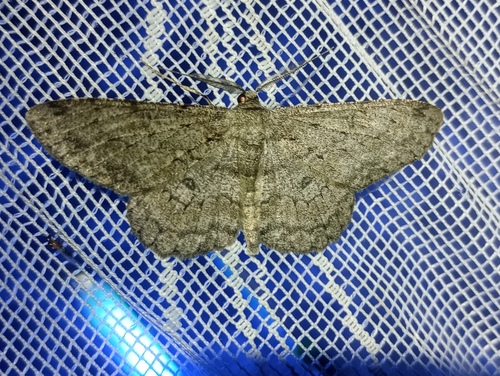 Pale Oak Beauty