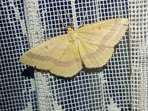Rhodostrophia discopunctata