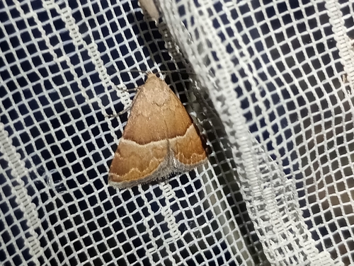 Eublemma suava