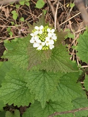 Alliaria petiolata