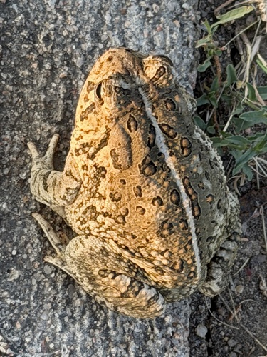 Woodhouse's Toad