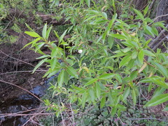 Salix pentandra