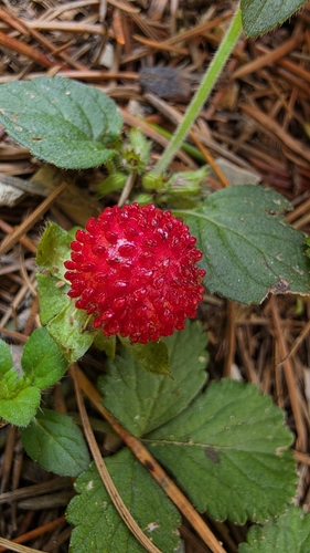 mock strawberry