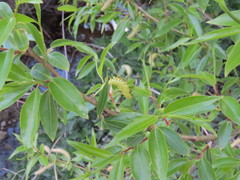 Salix pentandra